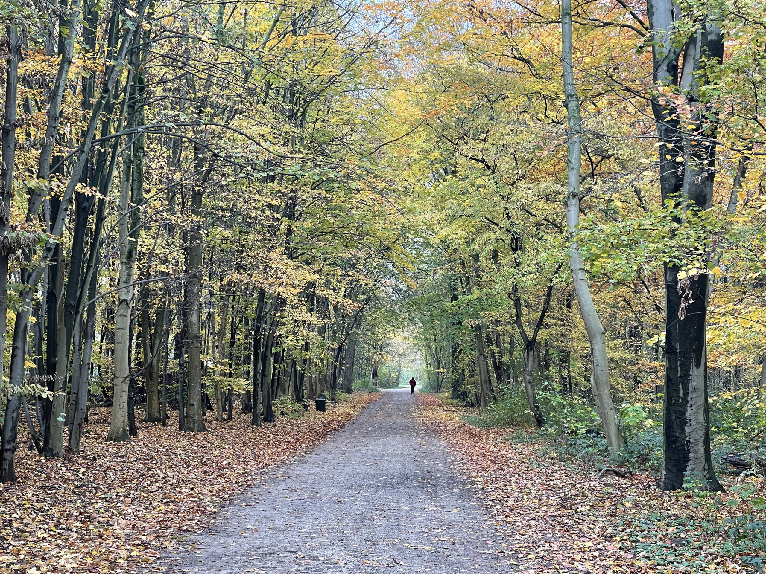 Bild zeigt einen Waldweg im Herbst